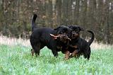 ROTTWEILER 459